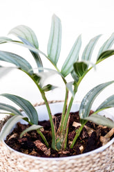 Rhaphidophora tenuis var. "silver form"